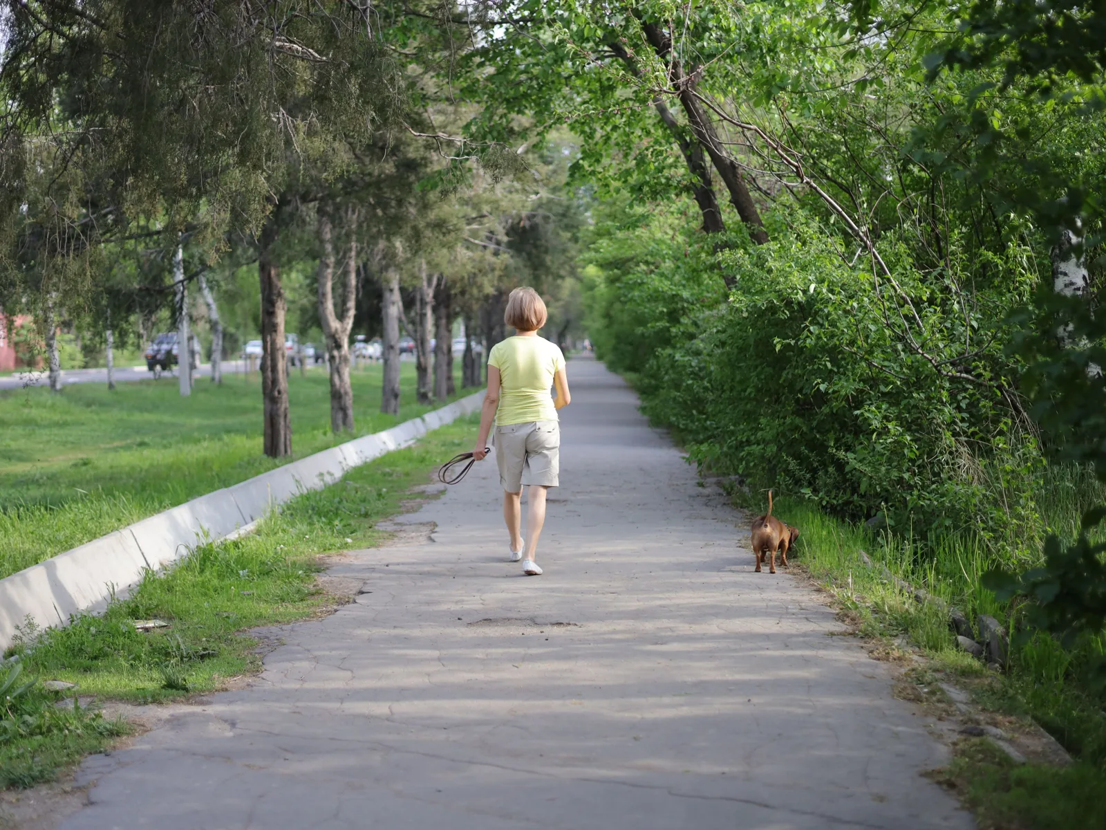 Un couple et leur fils promènent un petit chien en laisse sur une allée de parc